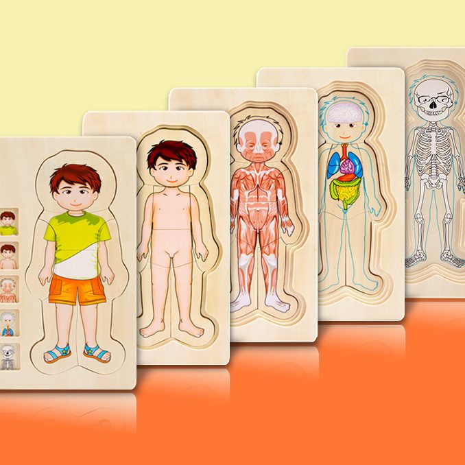 Rompecabezas de madera de varias capas con músculos del esqueleto y la anatomía humana.