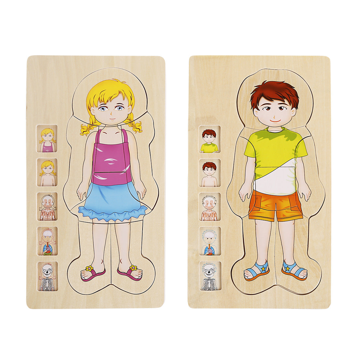 Rompecabezas de madera de varias capas con músculos del esqueleto y la anatomía humana.